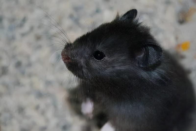 哪种仓鼠熊比较温顺呢？（什么熊类仓鼠好养）(图3)