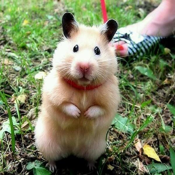 哪种仓鼠熊比较温顺呢？（什么熊类仓鼠好养）(图2)