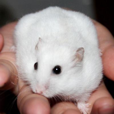 哪种仓鼠熊比较温顺呢？（什么熊类仓鼠好养）(图5)