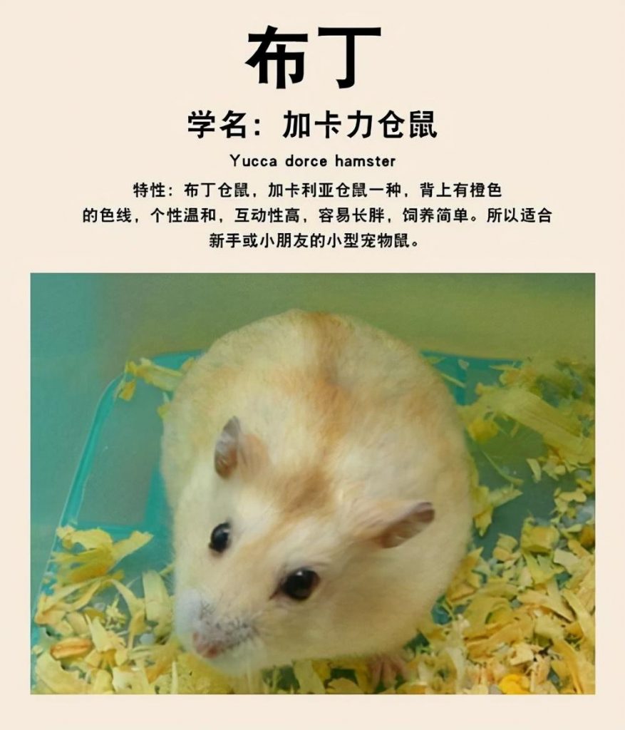 哪种仓鼠熊比较温顺呢？（什么熊类仓鼠好养）(图4)
