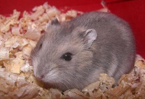 哪种仓鼠熊比较温顺呢？（什么熊类仓鼠好养）(图7)