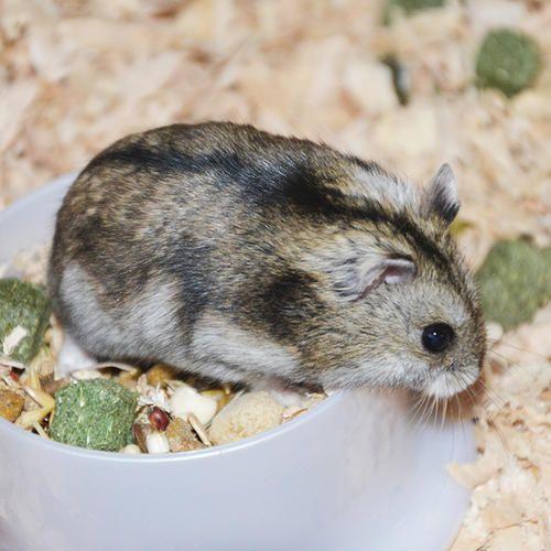 哪种仓鼠熊比较温顺呢？（什么熊类仓鼠好养）(图6)