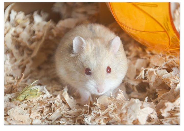 哪种仓鼠熊比较温顺呢？（什么熊类仓鼠好养）(图8)