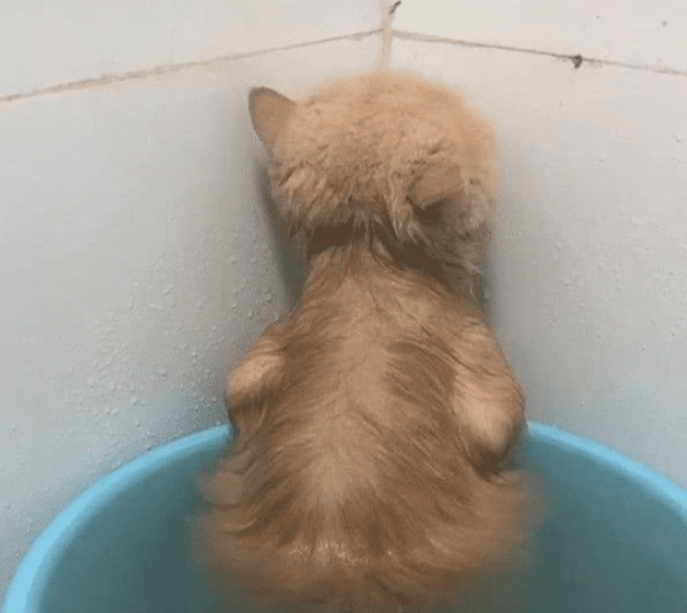 女子给猫咪洗澡，中途出去接了个电话，再回来一看顿时心虚了(图1)