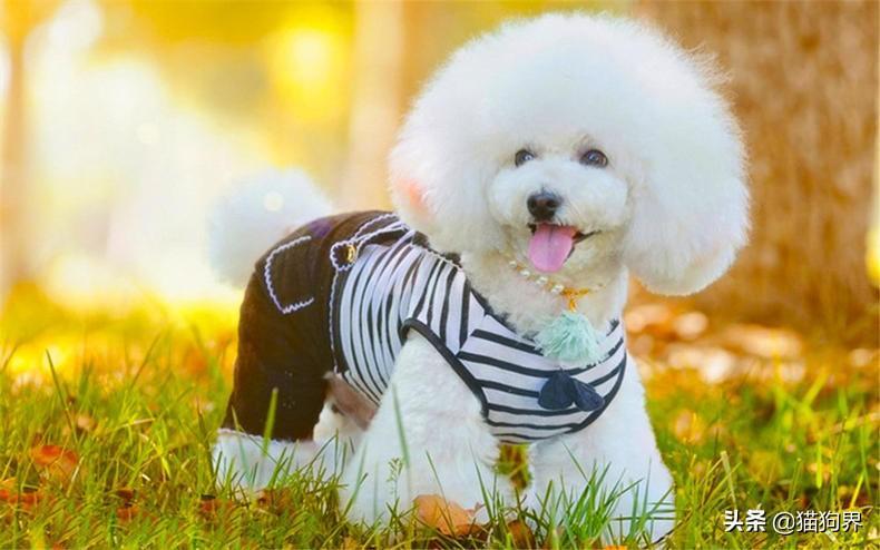 如何给比熊犬修毛？（怎么给比熊犬修毛视频）(图2)