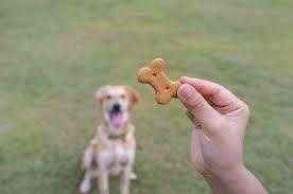 学会后退可以让狗狗避免许多危险,5歩让狗狗学会后退(怎么训练狗狗往后退)(图4)