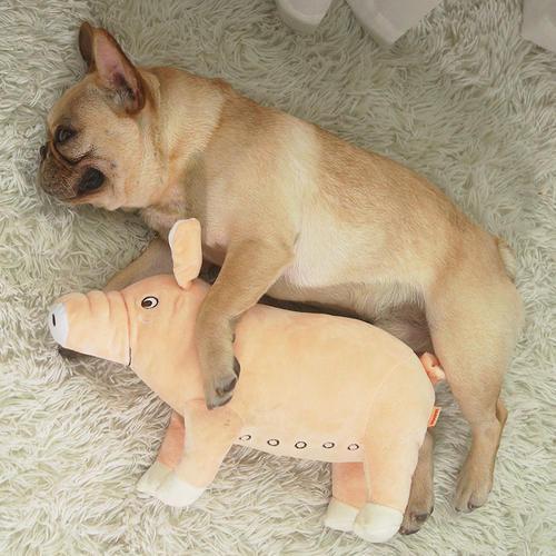 训练法斗犬的基本攻略，你知道吗？（法斗狗怎么训练）(图4)