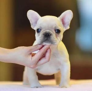 训练法斗犬的基本攻略，你知道吗？（法斗狗怎么训练）(图7)