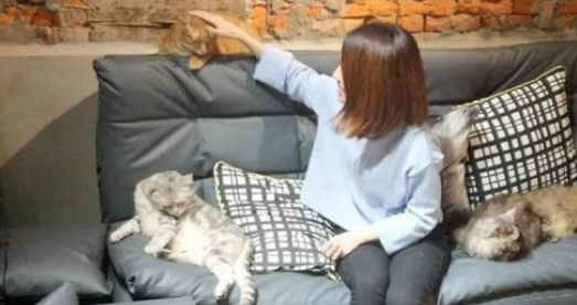 美食广场的流浪猫，自学多种技能，只为讨口饭(图1)