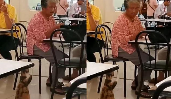 美食广场的流浪猫，自学多种技能，只为讨口饭(图2)