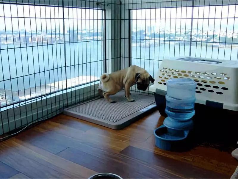 狗狗在家乱拉乱尿？4步训练狗狗乖乖上厕所（狗在家拉尿怎么办）(图2)