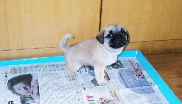 狗狗在家乱拉乱尿？4步训练狗狗乖乖上厕所（狗在家拉尿怎么办）(图5)