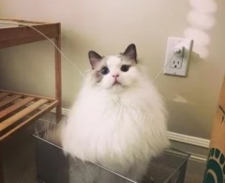 中国血统最纯正的猫，国外身价暴涨千金难求，国内却无人问津(图1)