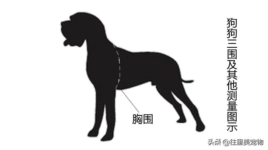 如何正确测量狗狗的三围和脚掌？（狗狗怎么量肩高身长视频）(图4)