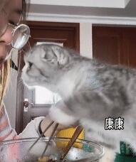 狗狗见到猫咪然后就用“黑帮式打招呼”，网友笑喷：这是有交易？(图7)