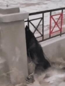 狗狗见到猫咪然后就用“黑帮式打招呼”，网友笑喷：这是有交易？(图4)