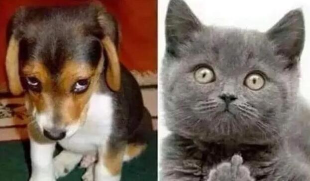 狗狗见到猫咪然后就用“黑帮式打招呼”，网友笑喷：这是有交易？(图3)