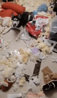 狗狗见到猫咪然后就用“黑帮式打招呼”，网友笑喷：这是有交易？(图6)