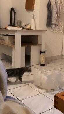 狗狗见到猫咪然后就用“黑帮式打招呼”，网友笑喷：这是有交易？(图5)