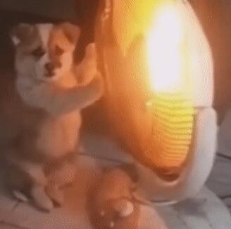 狗狗见到猫咪然后就用“黑帮式打招呼”，网友笑喷：这是有交易？(图10)