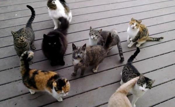 如何区分到底是流浪猫还是野猫？（如何分辨流浪猫和家猫的关系）(图2)