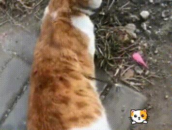 流浪猫被钢针刺进身体，围着路人叫“救命”，猫：本喵被偷袭了！(图1)