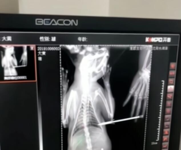 流浪猫被钢针刺进身体，围着路人叫“救命”，猫：本喵被偷袭了！(图3)