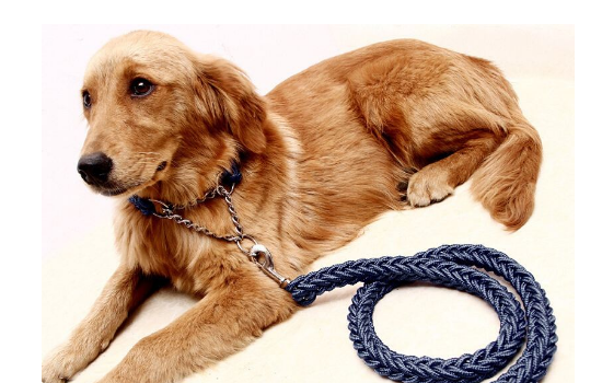 遛狗绳子怎么套？遛狗给狗牵绳这种做法我给你点赞（遛狗绳怎么套在狗身上）(图1)