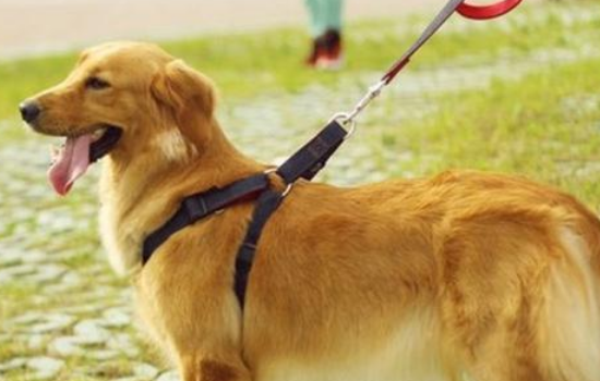 遛狗绳子怎么套？遛狗给狗牵绳这种做法我给你点赞（遛狗绳怎么套在狗身上）(图2)