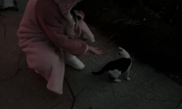 流浪猫躲其他人，却主动靠近小姐姐(图1)