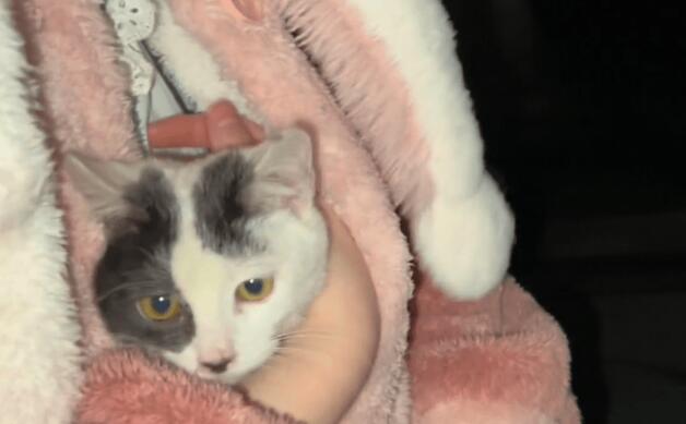 流浪猫躲其他人，却主动靠近小姐姐(图3)