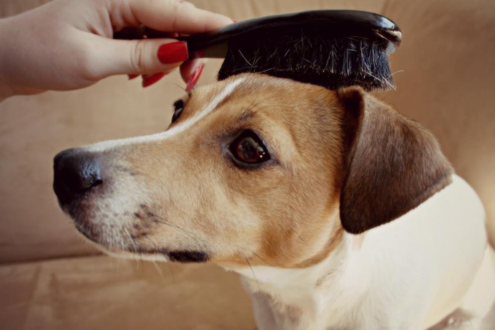 家里的狗毛多到可以织毛衣了？掌握这9个方法，轻松让家里变干净（狗毛编织成毛线）(图4)