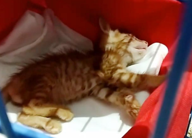 三只幼崽离世后,流浪猫把最后的孩子送给人类,它竟又找上门来(图1)