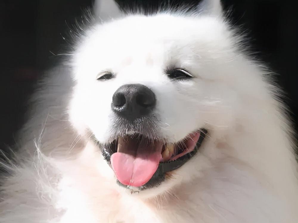 别不信，萨摩耶这些行为，其实是在“守护”你（萨摩耶wink）(图2)