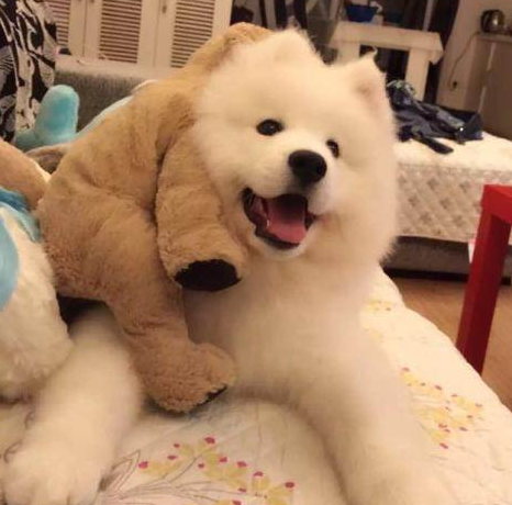 别不信，萨摩耶这些行为，其实是在“守护”你（萨摩耶wink）(图1)