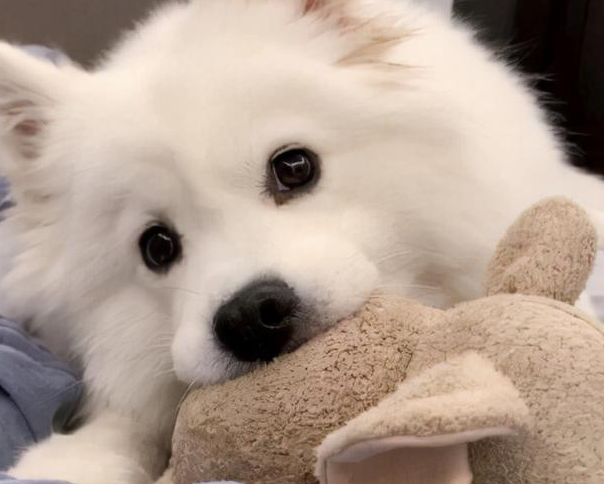 别不信，萨摩耶这些行为，其实是在“守护”你（萨摩耶wink）(图3)