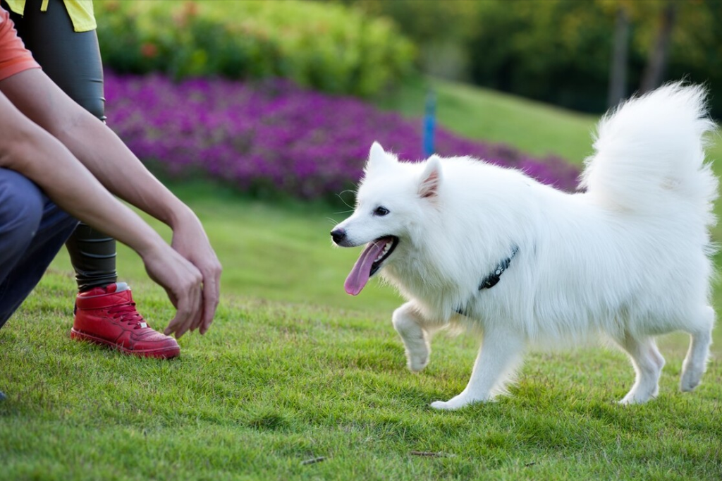 别不信，萨摩耶这些行为，其实是在“守护”你（萨摩耶wink）(图5)