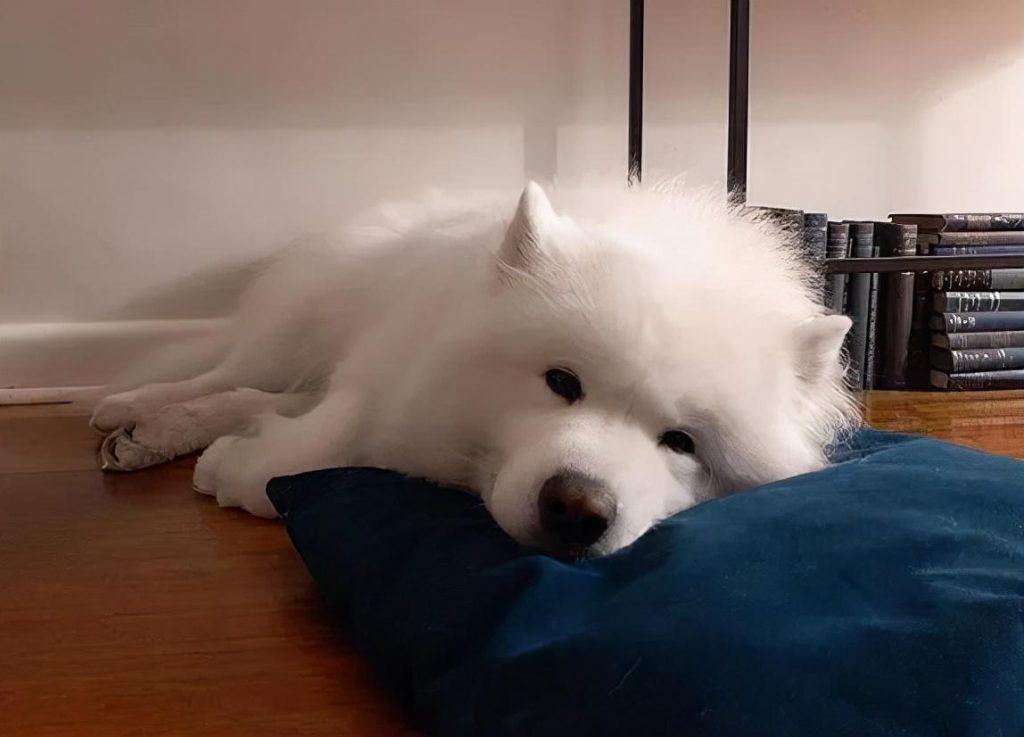 别不信，萨摩耶这些行为，其实是在“守护”你（萨摩耶wink）(图4)