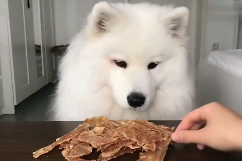 别不信，萨摩耶这些行为，其实是在“守护”你（萨摩耶wink）(图6)