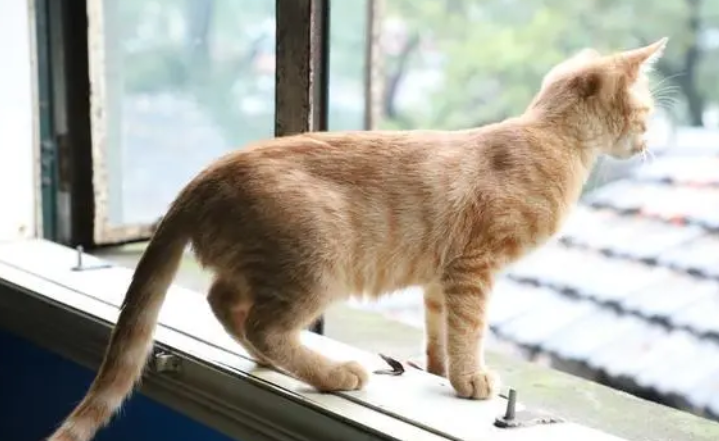 流浪猫全身脏兮兮的，但这气质，就是小公举(图1)