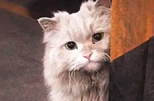 流浪猫全身脏兮兮的，但这气质，就是小公举(图3)