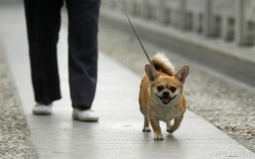 教狗学会跟着主人走，学会这两招，遛狗才是一种享受（怎么教狗狗跟随）(图3)