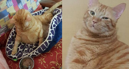 不哭不哭 眼泪是珍珠！生病橘猫看到药袋泛泪(图1)