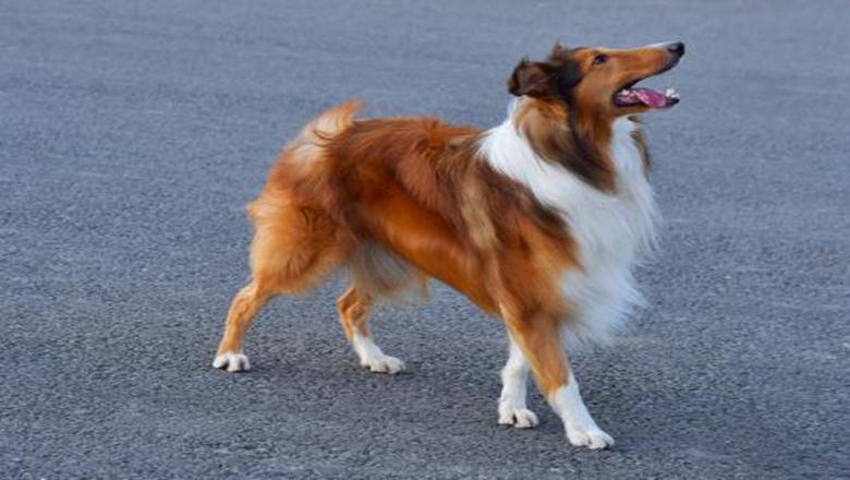 了解购买苏牧的5大途径，对主人很有帮助（怎么挑选苏牧幼犬）(图2)