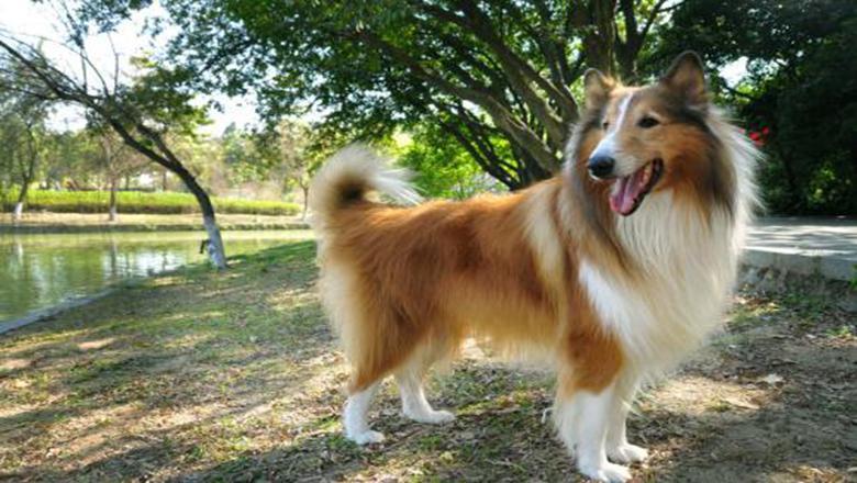 了解购买苏牧的5大途径，对主人很有帮助（怎么挑选苏牧幼犬）(图4)