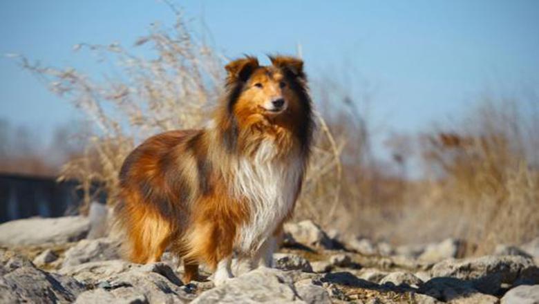 了解购买苏牧的5大途径，对主人很有帮助（怎么挑选苏牧幼犬）(图5)