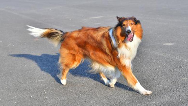 了解购买苏牧的5大途径，对主人很有帮助（怎么挑选苏牧幼犬）(图6)