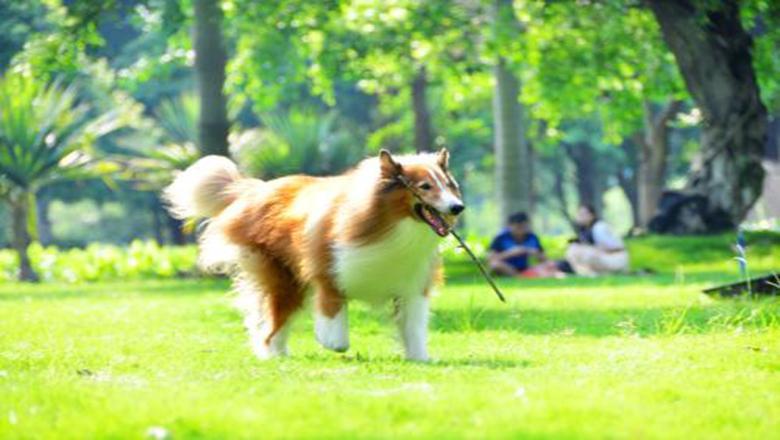 了解购买苏牧的5大途径，对主人很有帮助（怎么挑选苏牧幼犬）(图7)