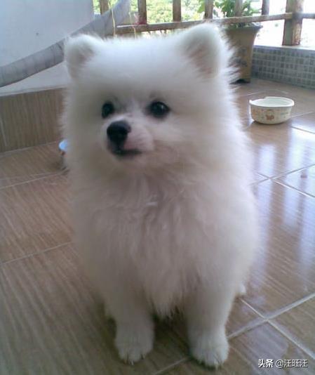 不是每一只银狐都是漂亮的，所以买的时候要注意（银狐的银）(图2)