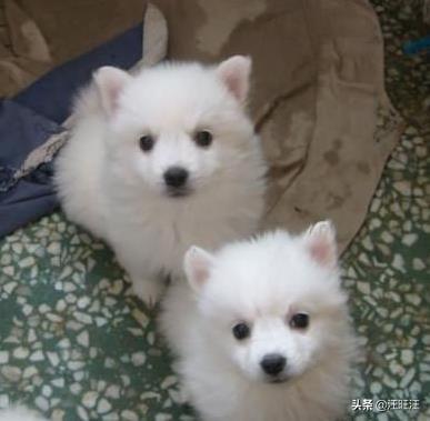 不是每一只银狐都是漂亮的，所以买的时候要注意（银狐的银）(图3)